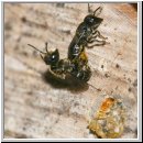 Heriades truncorum - Loecherbiene 05a 6mm Paarung.jpg